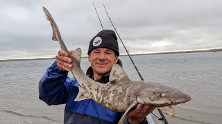 Anglesey beach fishing - Bass and smoothound