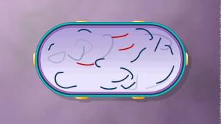 Generalized Transduction :Bacterial Recombination (Collected by Krishna Thapa)