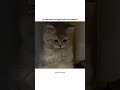 kyu bhaii kyuu #viral #cat #aestheic #funny #funnycat #memes #catmeme