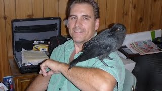 PET CROW LEAVES HOME