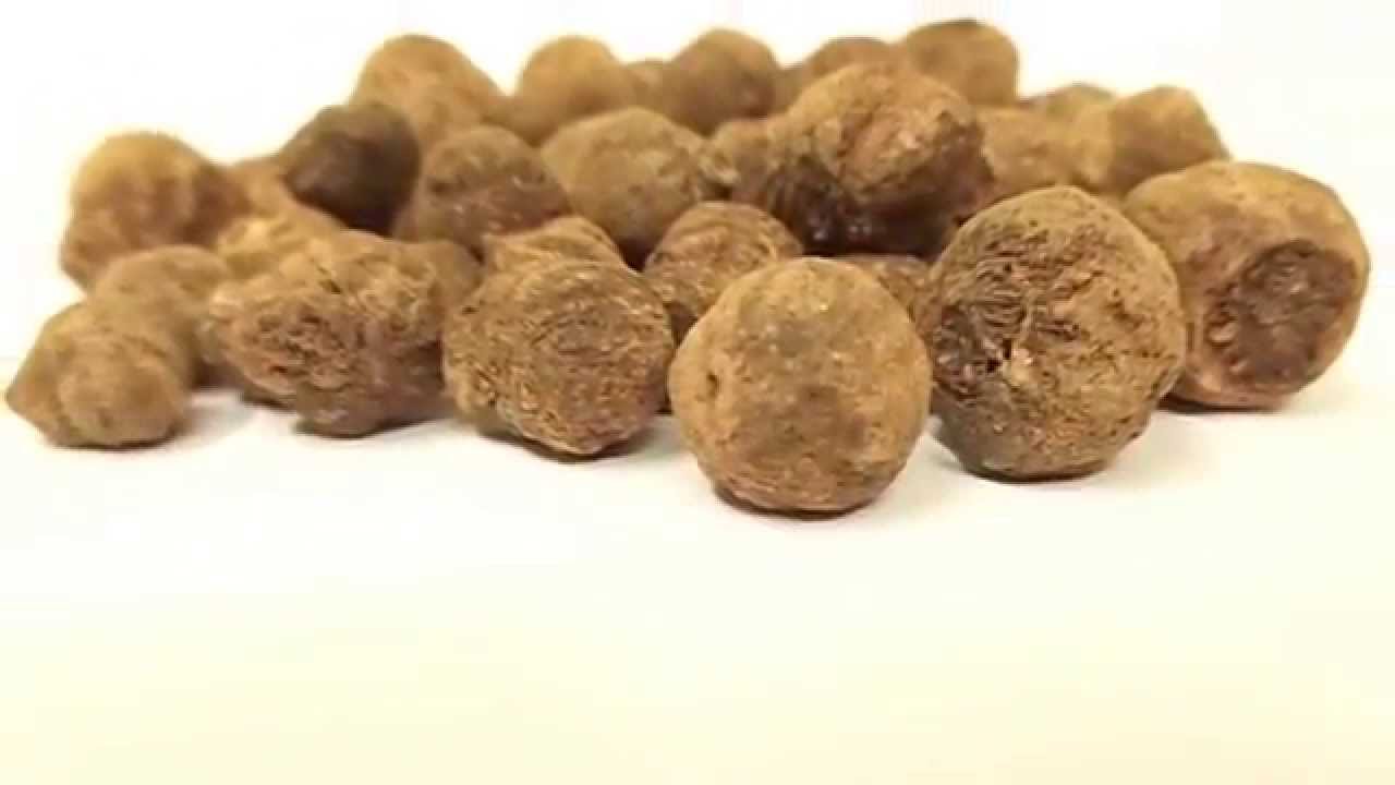 Treated Teak Seeds India Tectona Grandis Supplier Exporter YouTube Treated Teak Seeds India Tectona Grandis Supplier Exporter YouTube