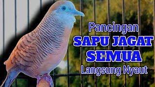 Perkutut Lokal Gacor Suara Besar - PANCINGAN BUNYI UNTUK SEMUA JENIS BURUNG PERKUTUT (💯%AMPUH)