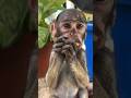 Changing A Baby Monkey’s Life l The Dodo #animals #wildlife #monkey