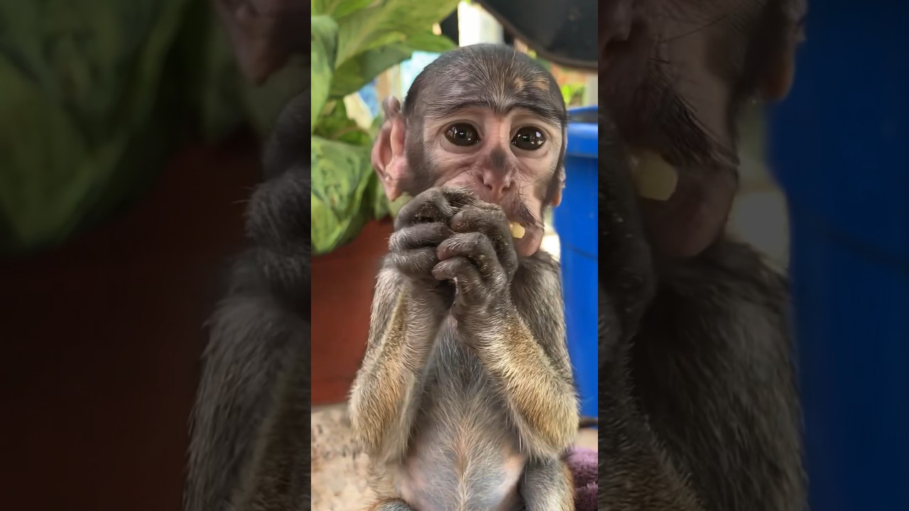 Changing A Baby Monkey’s Life l The Dodo 