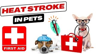 Heat Stroke In Pets | Emergency First-Aid For Heat Stroke In Cats & Dogs