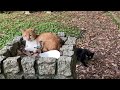 こんな場所に住みついた猫