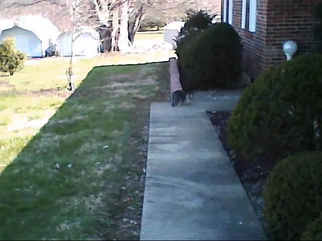 nine years ago this little cat came to live here
