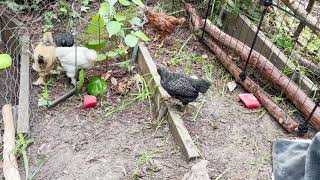 Rhode Island Red, Barred Rock, Light Brahma, Buff Brahma, Buff Orpington. Chickens