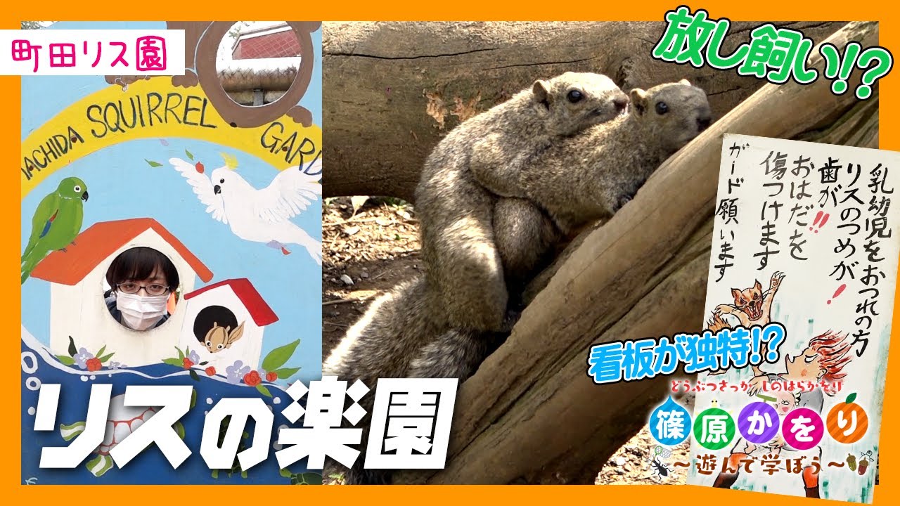 放し飼い！？看板が話題になったリスの動物園に行ってみたら