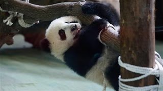 Baby Panda Yuan-Zai Plays at the Taipei Zoo