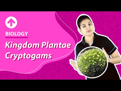 Kingdom Plantae- Cryptogams | Biology