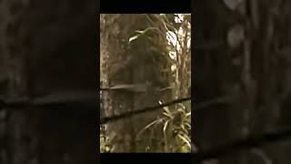 **WHOA = WHAT = GUY PUTS STRAP AROUND A BIGFOOT = SEE COMMENTS **