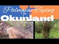 Palmwine taping methods in okunland