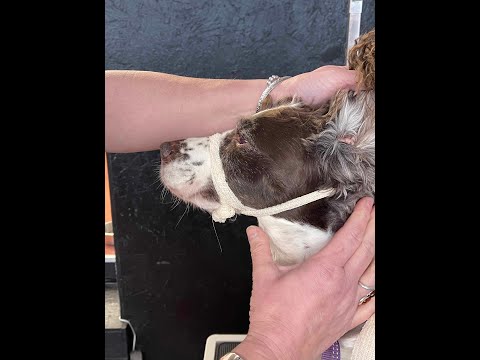 Creating a simple crepe bandage muzzle.