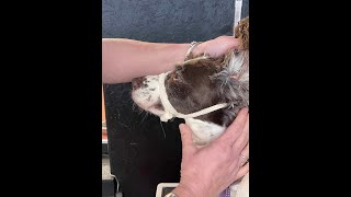 Creating a simple crepe bandage muzzle.