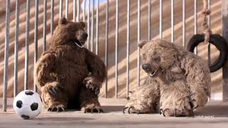 Bear Food || Robot Chicken