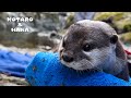 最強のカワウソカップルと一緒に大自然の遠足にいってきた　Otter Squad Gets Active in the Great Outdoors!