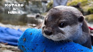 最強のカワウソカップルと一緒に大自然の遠足にいってきた　Otter Squad Gets Active in the Great Outdoors!