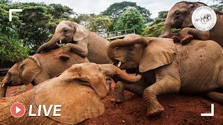 Rescued baby elephants enjoy milk feed and roll in the mud | Sheldrick Trust