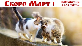 КОТоСтрасти, оранжевая кулинария или КОТоБудни от 21.02.2024 г.  |  Life in Moscow Online