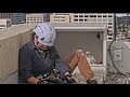 Falcons divebomb worker tagging chicks