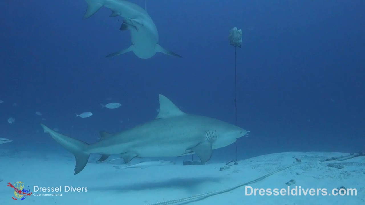 Dressel Divers Diving With Bull Sharks In Playa del Carmen, December 2018 YouTube