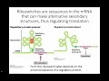 Control of Gene Expression in bacteria part 2b