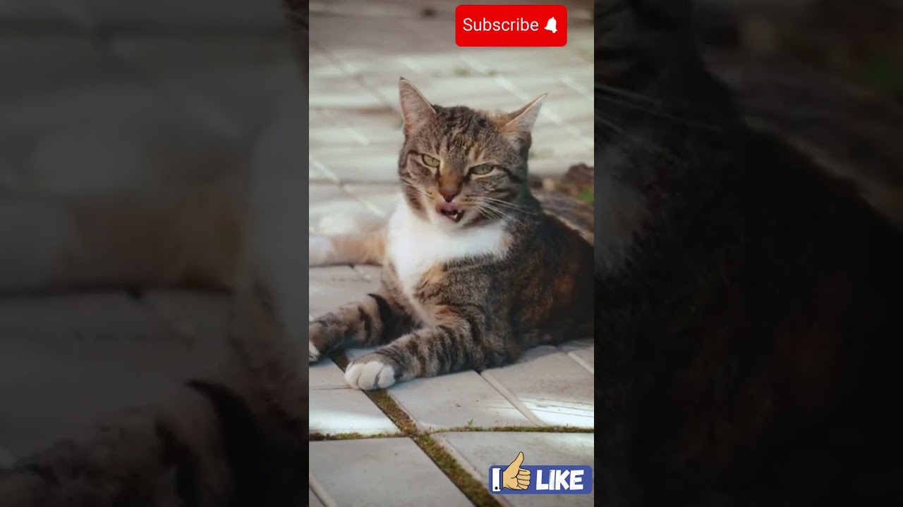 Cat BEHAVIOR Experts Reveal the Shocking Truth