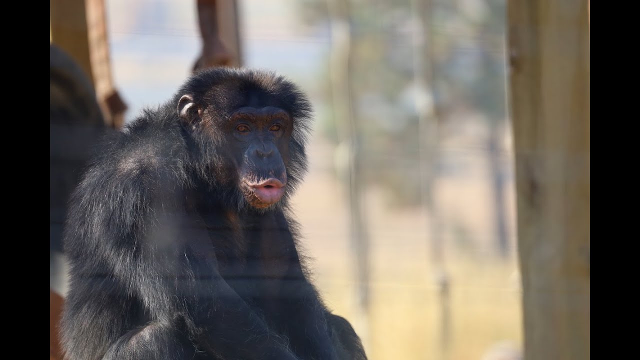 the story of chimpanzee George, from entertainment to roadside zoo to sanctuary