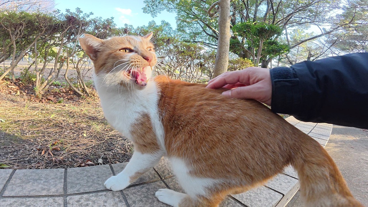 Кошки с удовольствием общаются с людьми и радостно фыркают.