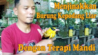 CARA MENJINAKKAN KEPODANG LIAR DENGAN TERAPI MANDI, Terapi Mandi Membuat Burung Kepodang Sehat