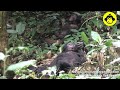 Male Bonobos Resting on the Ground!【Observations of Bonobos #212】