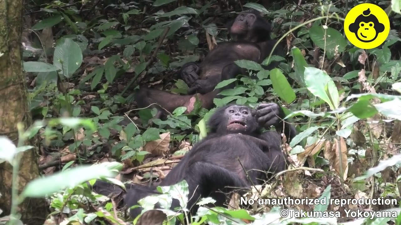 Male Bonobos Resting on the Ground!【Observations of Bonobos #212】
