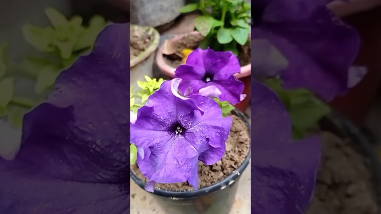 Winter flowering plants 