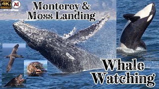 Monterey Whale Watching Spectacular. Whales, Birds, Seal Lions, Sea Otters. Update