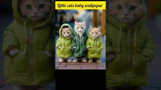 cats #shorts #cat #puppy #4k #animals #short #viral #trending