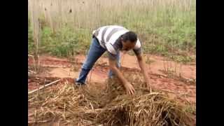 Agrônomo explica a melhor maneira de utilizar ramas usadas no plantio da mandioca