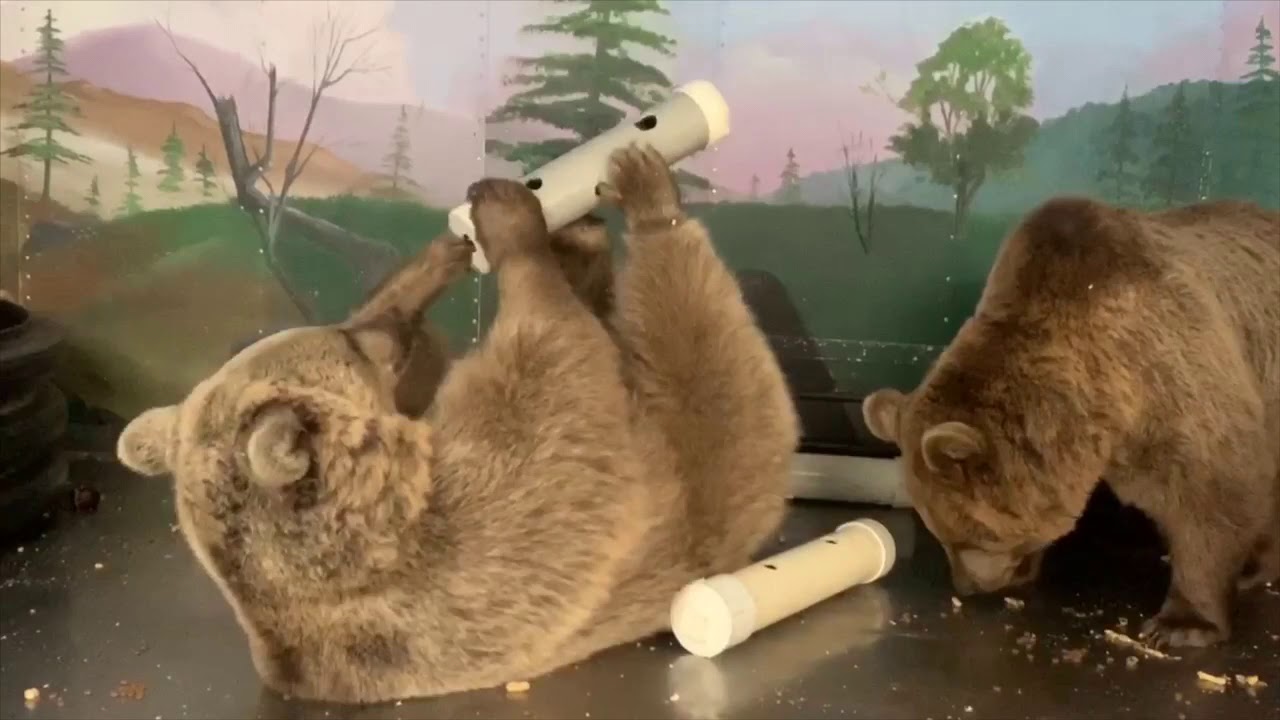 black mirror season 5 Amy playing with her treat toy - watch how dexterous she is with her claw!