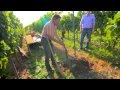 Die Weinexperten: Das Einpflanzen einer neuen Weinrebe (Teil 2/3)