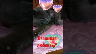 Смешной Кот💞Что Такое Любовь