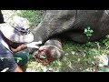 Poor Elephant&#39;s Foot was Rotting away, kind people were their to treat the painful wound