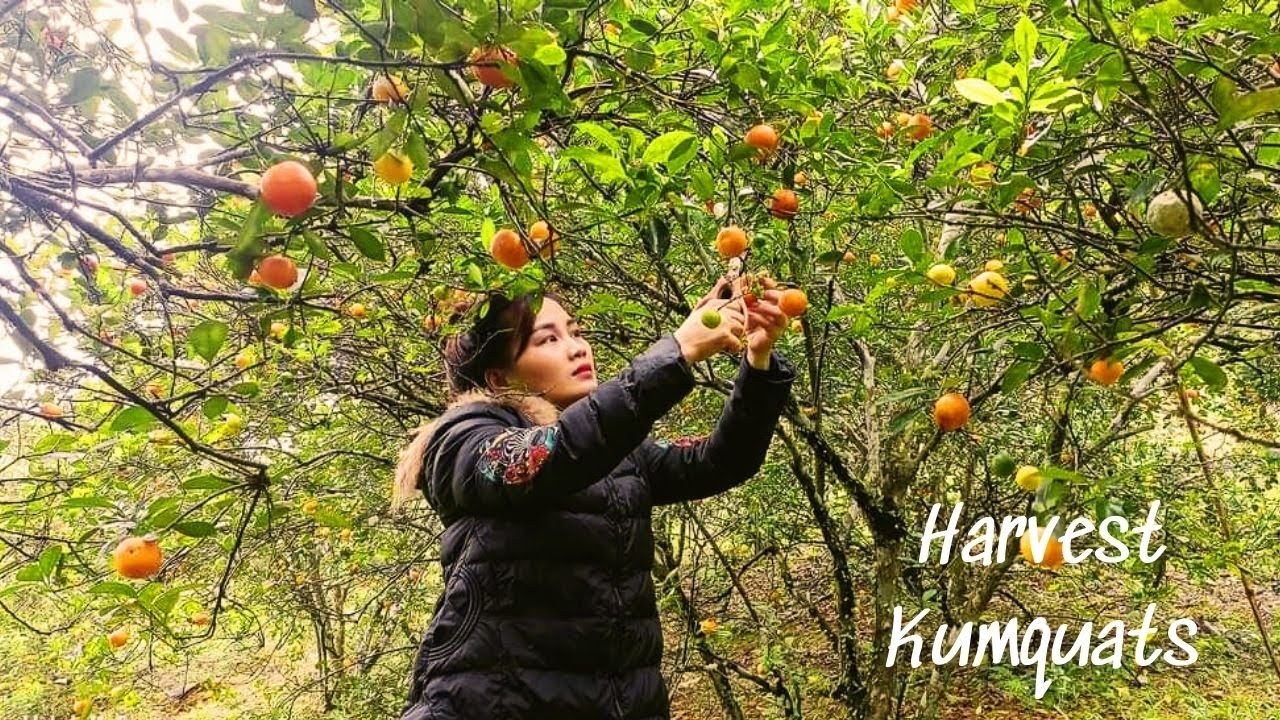 VIDEO FULL 70 Days Build life - Take care animals in farm - Harvest vegetables & fruits | Tam