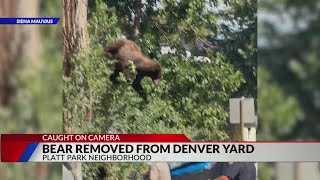 Bear in Denver falls out of tree after being tranquilized by CPW, police screenshot 3
