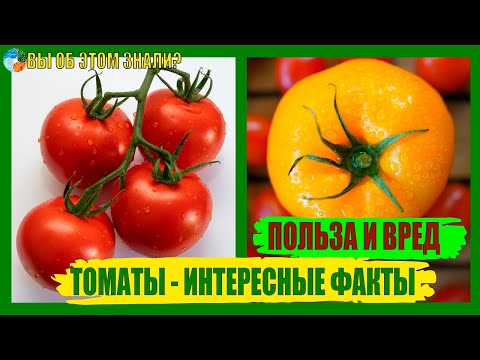 Томаты - интересные факты