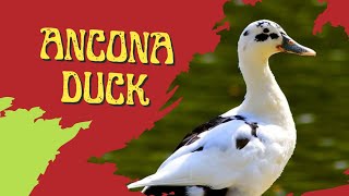 IS ANCONA DUCK BREED IS GOOD FOR YOUR FARM! 🦆 by Pups & Pets 83 views 9 months ago 3 minutes, 24 seconds
