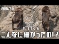 がんばってるねパンチくん【2026年7月15日】　