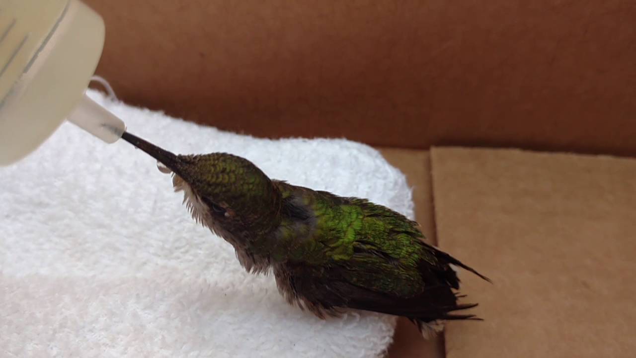 Hand Feeding Injured Ruby Throated Hummingbird YouTube