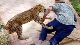 When Zoo Animals Attack Compilation Part 4