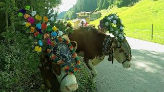 Almabtrieb Auffach 18.09.2021