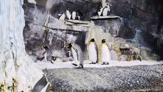 Manatee, Penguins zoomies.